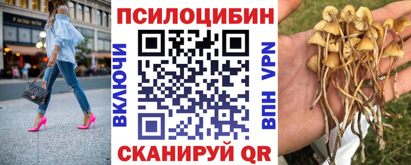 Купить где  Медынь  Псилоцибиновые грибы Cubensis 